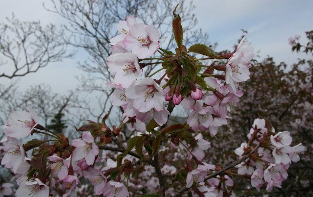 Вишня ниппонская (Prunus nipponica, =Cerasus nipponica)