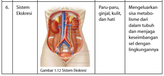 Sistem organ, organ penyususn, dan fungsinya