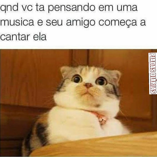 70 memes para quem ama gatos