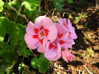 草加教会　野の花たより