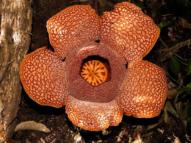 bunga rafflesia arnoldi jember