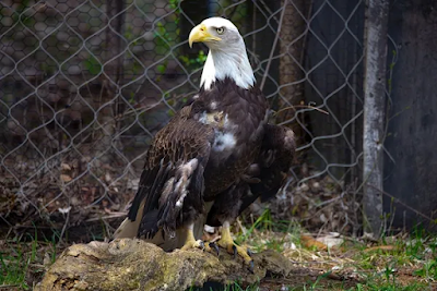 Eagle Spirit Animal