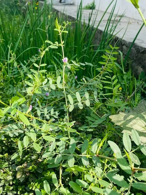 a common winter weed in north India. It is also cultivated in limited regions due to anti-nutritional compounds in the seed although it is grown in dryland agricultural zones in Australia, China and Ethiopia due to its drought tolerance and very low nutrient requirements compared to other legumes. In these agricultural zones common vetch is grown as a green manure, livestock fodder or rotation crop. Haldwani, 21/02/24