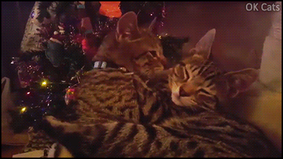 Christmas Cat GIF • 2 cute kitties hugging each other. Xmas time is purr love 💕 time