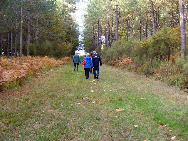 Walking in a pine forest, Indre et Loire, France. Photo by Loire Valley Time Travel.