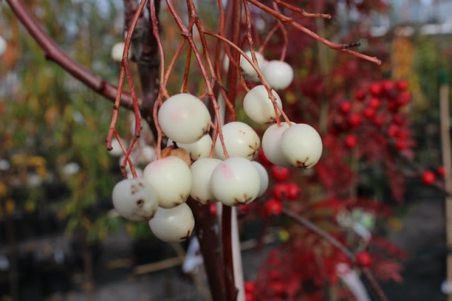 Рябина кашмирская (Sorbus cashmiriana)