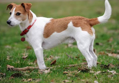 Top 10 fastest Dogs in world
