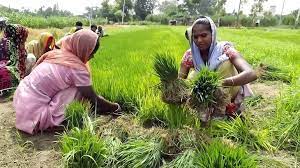 What crop in UP India is suitable to grow in less water area?