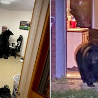Sebuah Keluarga Dikejutkan Kemunculan Seekor Beruang Dalam Rumah Mereka