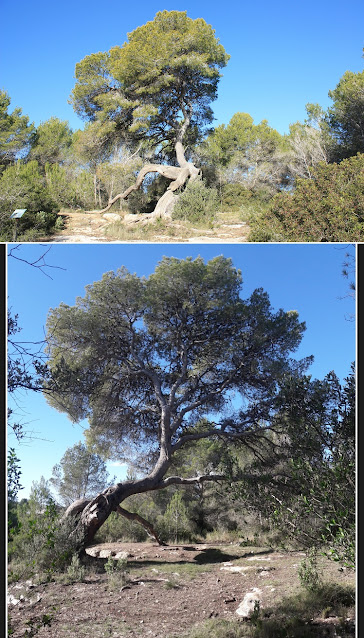 CIMS I COTES DEL BAIX PENEDÈS - BELLVEI AL CASTELL DE LA MUGA, corriol en direcció a La Muga, per l'antic camí de carro, Ruta-1, Pi Centenari