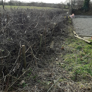 Hedge cuttings laid nearly neatly in a line, held in palce by wooden stakes