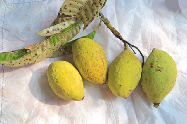gambar buah bacang macang mangga mbacang