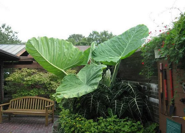 คูน, บอน, โหรา, ออกดิบ Leucocasia gigantea