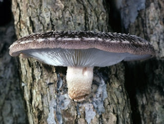Shittake mushroom consultancy.