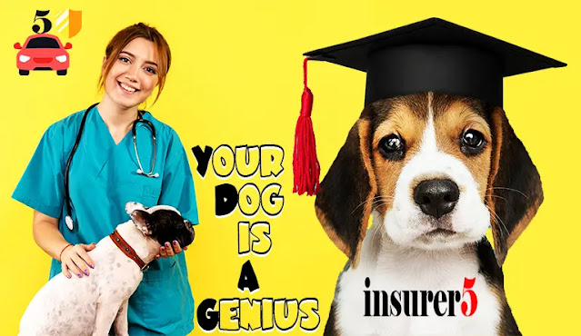 10 Signs Your Dog is a Genius