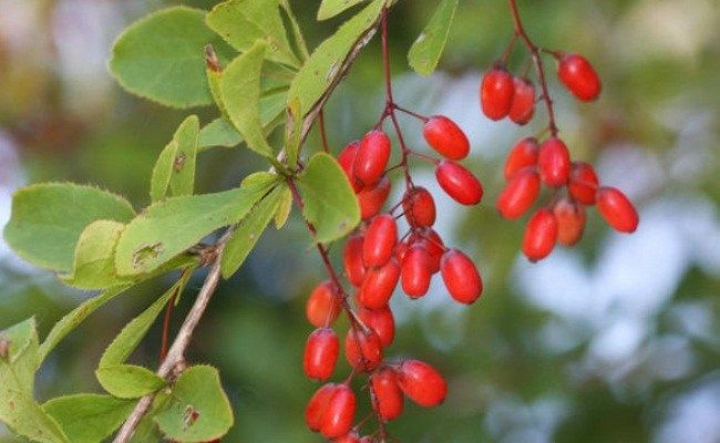 Berberina contra câncer: Este alcaloide natural pode ajudar matar câncer, revela estudos