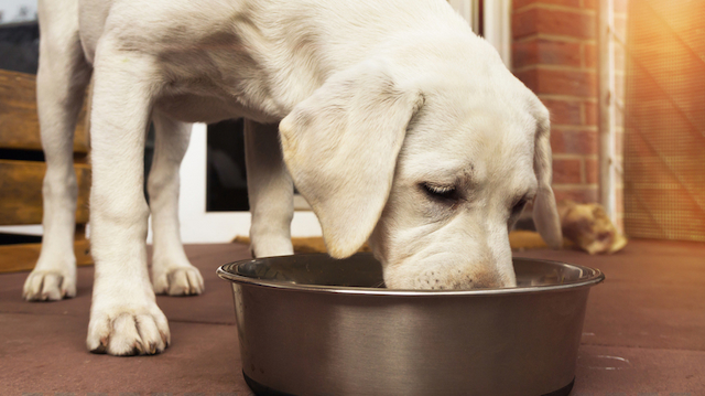 dog eating its food