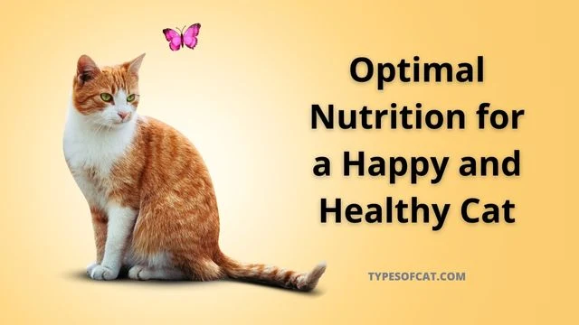 Cat nutrition