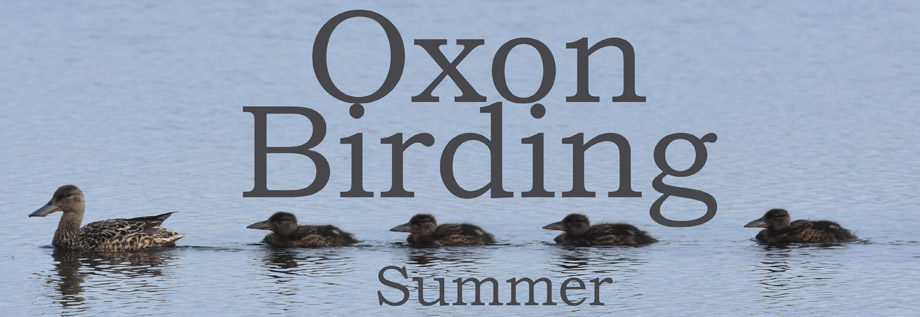 Oxon Birding Blog