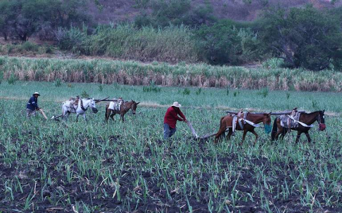 Aumenta el 6% la superficie de siembra en el Edomex