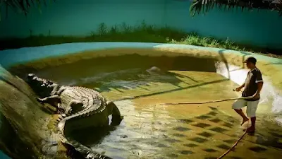 أكبر تمساح في العالم Saltwater crocodile