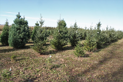 Tips to Pick and Keep the Perfect Christmas Tree from a Christmas Tree Grower