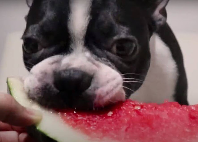 Watermelon eating dog