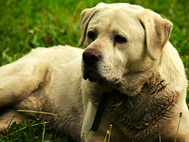 50 Labrador dog images with various poses