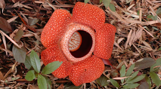 parasitic plant