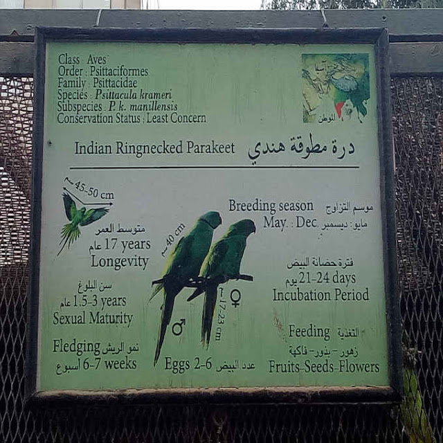 indian ringnecked parakeet