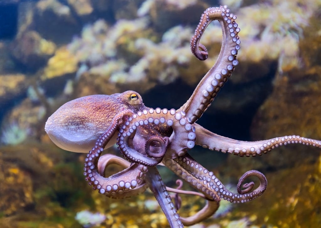 The Octopus: The Smartest Cephalopoda