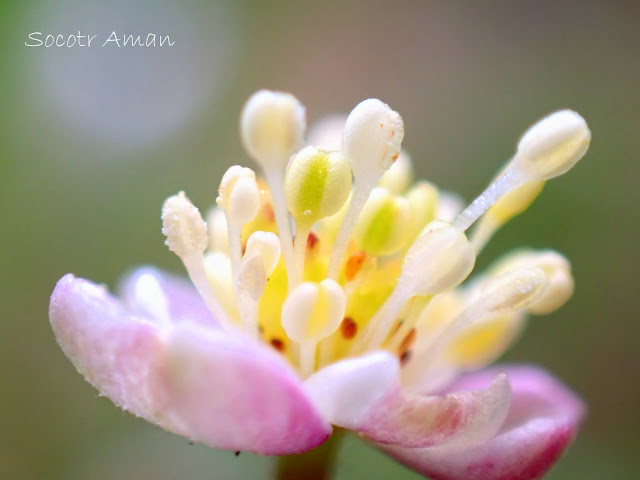 Anemone flaccida