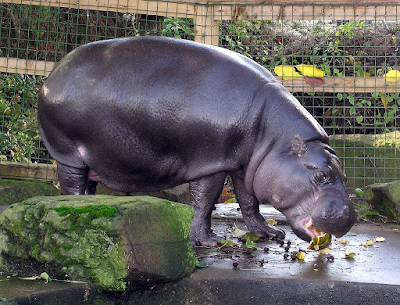 hippo eating
