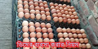 ডিম