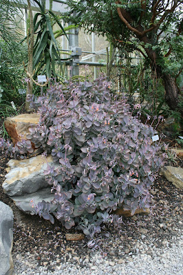 Kalanchoe laxiflora - Milky Widow’s Thrill care