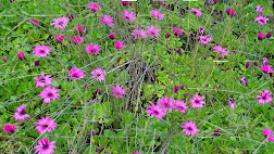 Beach daisies Raumati