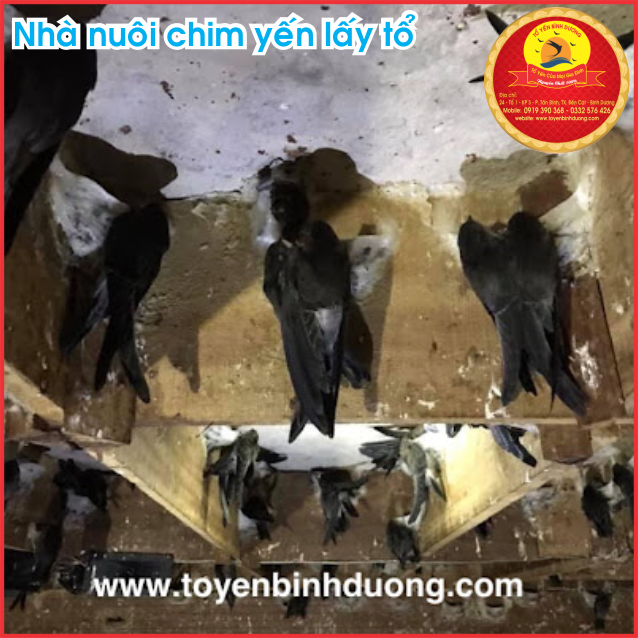 Yến sào nguyên chất nhà nuôi Thuận An Bình Dương