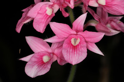 Calanthe rosea - Pink Calanthe care