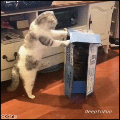 Hilarious Cat GIF • Cat hidden in box. When an evil box rise up and fight back! Super fast slap mode activated