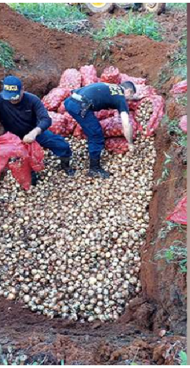Costa Rica: Decomisan 2.5 toneladas de cebollas podridas que entraron ilegalmente desde Nicaragua