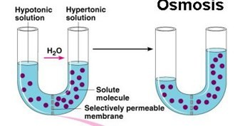 Gambar  . Osmosis