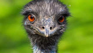Emu Bird