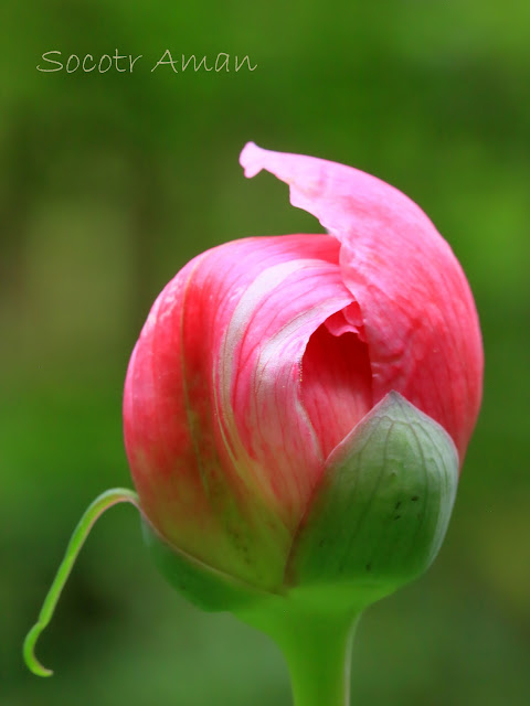 Paeonia obovata