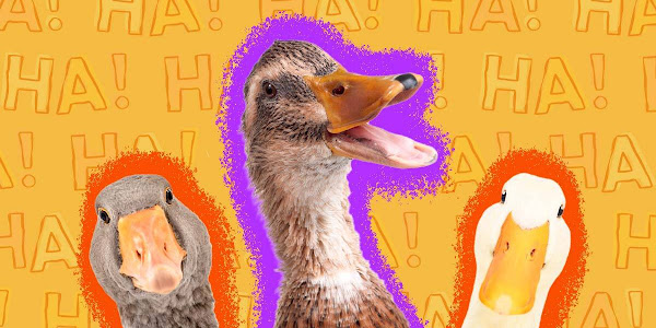 Why Do Ducks Quack?