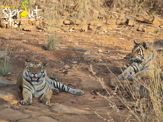 Panna Tiger Reserve