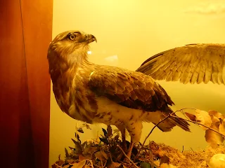 地中海歴史自然博物館の鷲の剥製