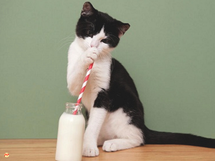 Info Terbaru, Harga Susu untuk Kucing Dewasa dan Kitten yang Baru Lahir dan Manfaatnya