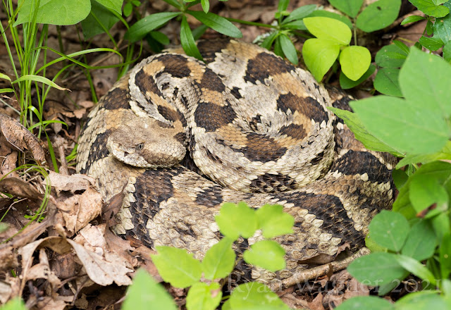 timber rattlesnake ohio