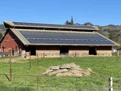 exterior of barn with solar panels on roof at Pennyroyal Goat Dairy and Farm in Boonville, California
