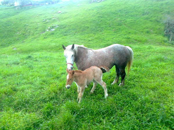 BAREYO Y SUS CAMPOS (CANTABRIA)